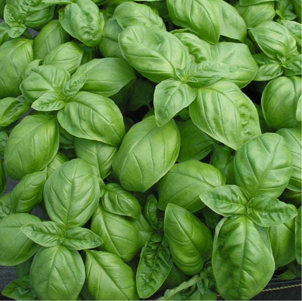 Seeds Master Singapore S3 Basil