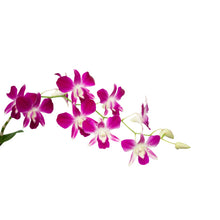  Y003 Dendrobium