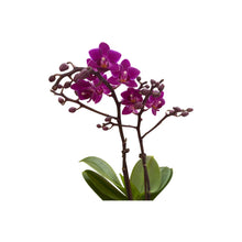  Y002 Mini Phalaenopsis moth Orchid