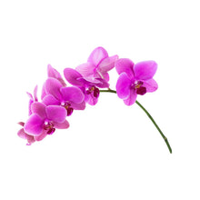  Y001 Phalaenopsis moth Orchid